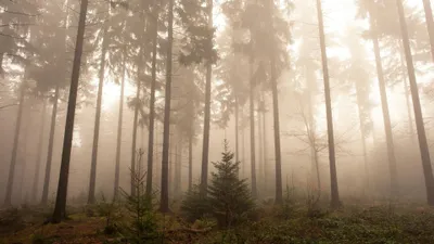Bright Foggy Wallpaper Nature Wallpaper 4K 3840x2160 Gray
