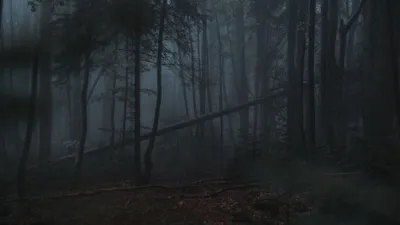 Black Fog Wallpaperaccess Forest Nature Wallpaper 4K 3840x2160