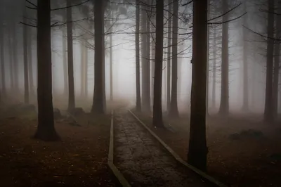 Misty Trees Wallpaper Nature Wallpaper 4K 1280x853 White, Gray