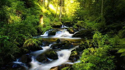 Forest Design Black 2560x1440 Black/Dark Wallpaper 4K 2560x1440 White