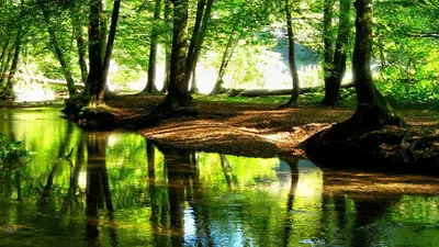 Forest 1080p Cave Nature Wallpaper 4K 1920x1080 White
