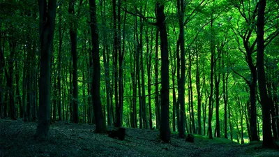 Bright Forest Wallpaper Nature Wallpaper 4K 1920x1080 Black, Brown