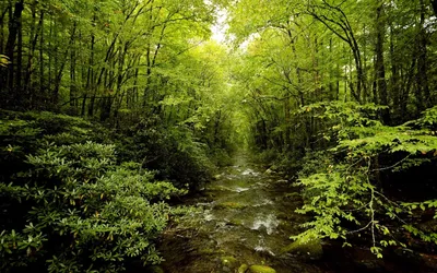 Forest Wallpapersafari Nature Nature Wallpaper 4K 1600x1000 Brown