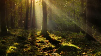 Forest Cave Nature Nature Wallpaper 4K 3840x2160 Gray, Brown
