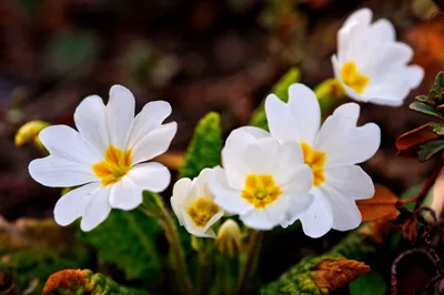 Radiant Nature Wallpaper Nature Wallpaper 4K 3968x2645 White