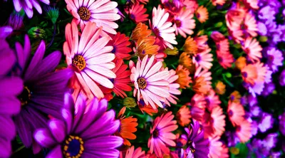 Epic Flower Wallpaper Nature Wallpaper 4K 1920x1065 White