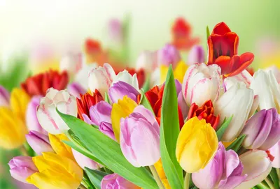 Natural Flowers Infoupdate Org Nature Wallpaper 4K 6650x4500 White