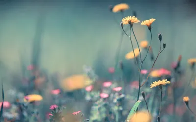 Serene Nature Yellow Nature Wallpaper 4K 1920x1200 Hd, Desktop, Wallpaper:, A, Serene, Nature, Scene, Featuring, Yellow, Pink, Wildflowers, Against, Gray, Ultrawide, Full HD