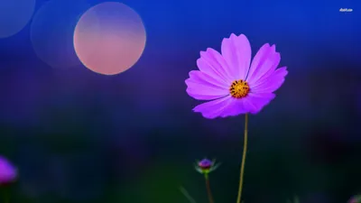 Purple Cosmos Flower Space Wallpaper 4K 1920x1080 Red, Purple