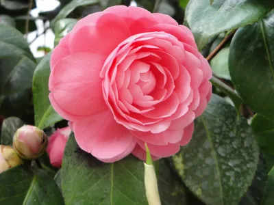 Nature Flower Nature Nature Wallpaper 4K 4000x3000 White, Pink