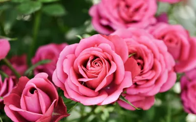 Vibrant Roses Wallpaper Nature Wallpaper 4K 3840x2400 Pink