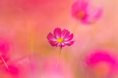Bold Bloom Wallpaper Nature Wallpaper 4K 1920x1280 Pink