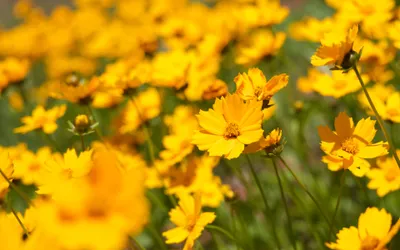 Flower Com Nature Nature Wallpaper 4K 3840x2400 Yellow, Purple