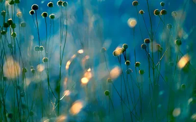 Wild Flowers Wallpaperbat Flower Nature Wallpaper 4K 1920x1200 Brown