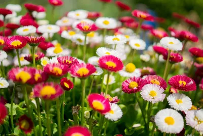 Misty Flower Wallpaper Nature Wallpaper 4K 1500x1000 White