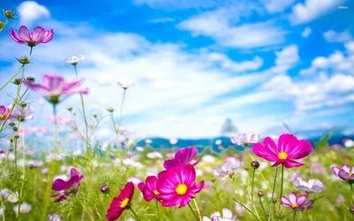 Vibrant Natural Wallpaper Nature Wallpaper 4K 2560x1600 White