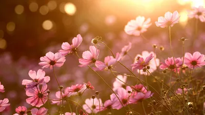 Colorful Nature Sunlight Plants Flowers Nature Wallpaper 4K 1920x1080 Brown, Purple