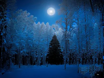 Dreamy Snowy Wallpaper Nature Wallpaper 4K 1600x1200 Hd, Desktop, Wallpaper:, Featuring, A, Snowy, Winter, Forest, Prominent, Christmas, Tree, Under, Brown, Landscape