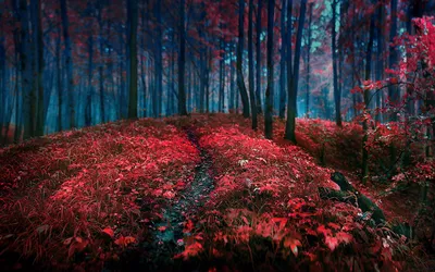 Vibrant Mystical Forest Nature Wallpaper 4K 1920x1200 Hd, Desktop, Wallpaper:, Featuring, A, Vibrant, Mystical, Forest, Trail, Amid, Red, Foliage, Brown, Ultrawide, Full HD