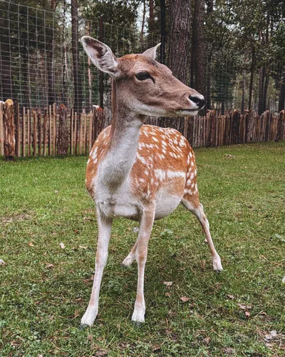 Portrait Fallow Deer Natural Enclosure Animals Wallpaper 4K 1820x2275 Gray, Brown