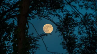 Vibrant Moonlit Wallpaper Nature Wallpaper 4K 1920x1080 Brown, Gray