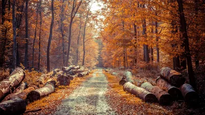 Moody Fall Wallpaper Abstract Wallpaper 4K 1920x1080 Brown, Gray