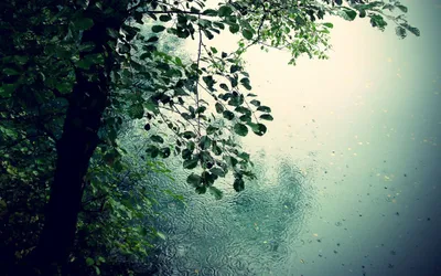 Sleek Rain Wallpaper Nature Wallpaper 4K 2304x1440 White