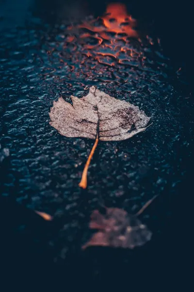Nature Rain Wallpaperbat Nature Wallpaper 4K 1000x1500 Gray