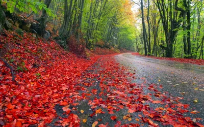 Rainy Forest Wallpapersafari Rain Nature Wallpaper 4K 2560x1600 Red, Brown