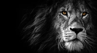 Crisp Black Wallpaper Wallpaper 4K, Animals category