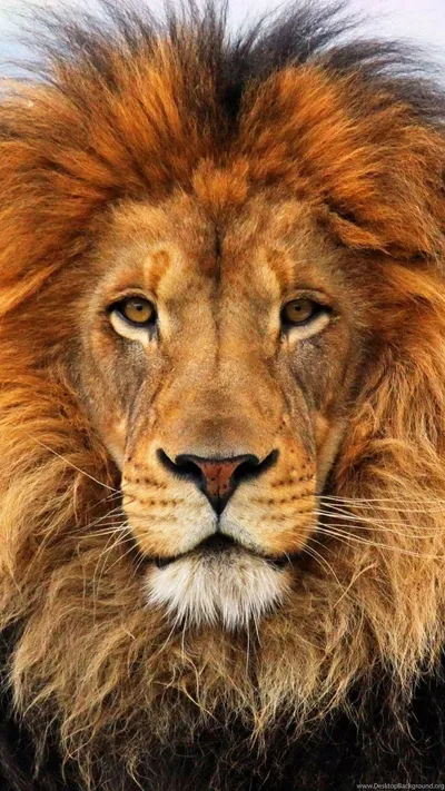 Radiant Lion Wallpaper Animals Wallpaper 4K 1080x1920 Orange, Brown