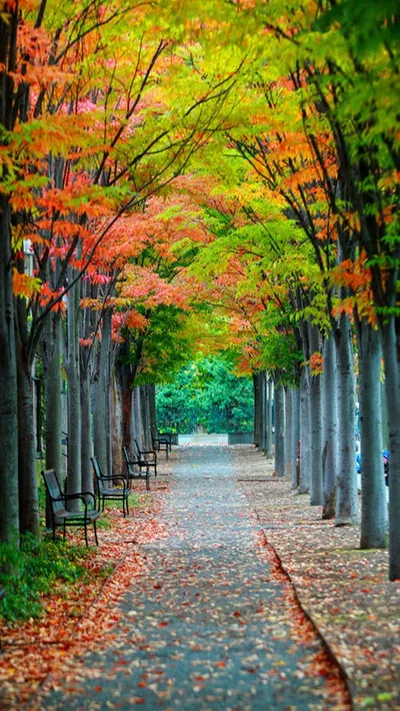 Radiant Nature Wallpaper Nature Wallpaper 4K 900x1600 Gray