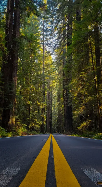 Among Tall Trees Valley Giants Nature Wallpaper 4K 1794x3281 Brown
