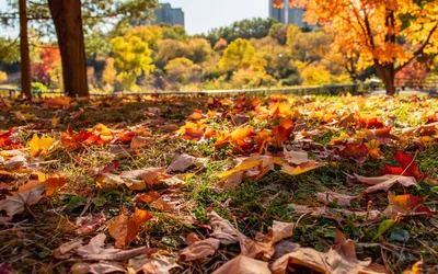 2560x1600 Park Autumn Fallen Nature Wallpaper 4K 2560x1600 White