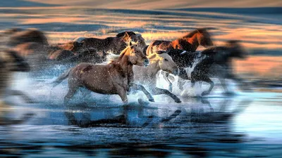 Calm Group Wallpaper Wallpaper 4K, Animals category
