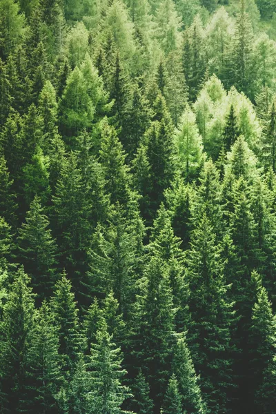 Sleek Green Wallpaper Nature Wallpaper 4K 3000x4500 Gray, Brown