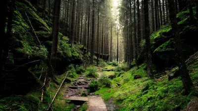 Dark Jungle Wallpaper Nature Wallpaper 4K 1920x1080 Gray