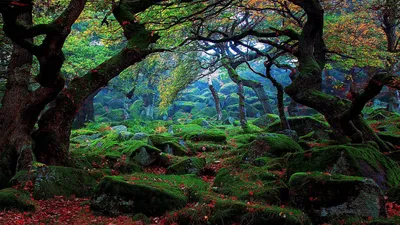 Dark Forest Wallpaper Nature Wallpaper 4K 1920x1080 Gray, Brown