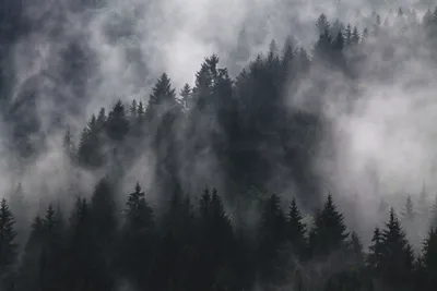 Bright Misty Wallpaper Nature Wallpaper 4K 4272x2848 Gray