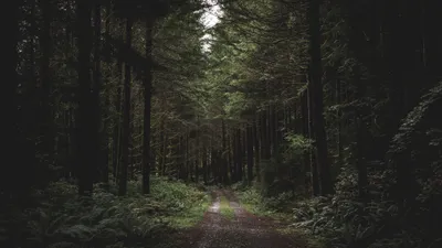 Forest Way Cave Nature Wallpaper 4K 3840x2160 White, Gray