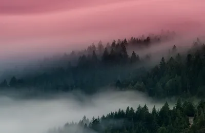 Vibrant Forest Wallpaper Nature Wallpaper 4K 8255x5347 Gray