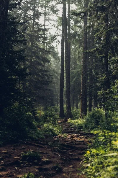 Cool Forest Wallpaperaccess Nature Wallpaper 4K 1000x1500 Gray, White
