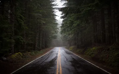 Deep Forest Nature Nature Wallpaper 4K 1920x1200 White, Gray