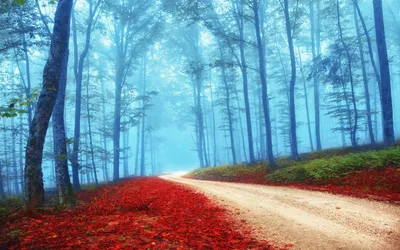 Nature Forest 1920x1200 Nature Wallpaper 4K 1920x1200 Gray, Pink