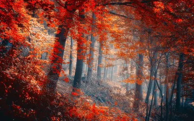 Nature Forest Nature Nature Wallpaper 4K 1920x1200 Brown, Gray