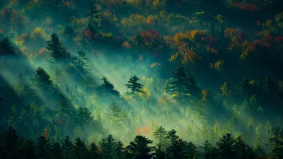 Forest Rays Nature Nature Wallpaper 4K 3840x2160 Gray