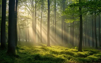 Thick Forest Sunlight Scenic Sun Nature Wallpaper 4K 1920x1200 Gray