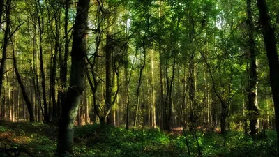 Golden Green Wallpaper Nature Wallpaper 4K 1920x1080 Gray, Brown
