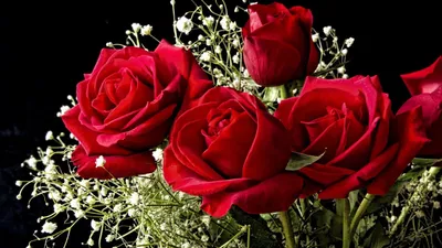 Radiant Flower Wallpaper Nature Wallpaper 4K 1920x1080 Brown, Red