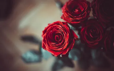 Flower Nature Nature Wallpaper 4K 3840x2400 Gray